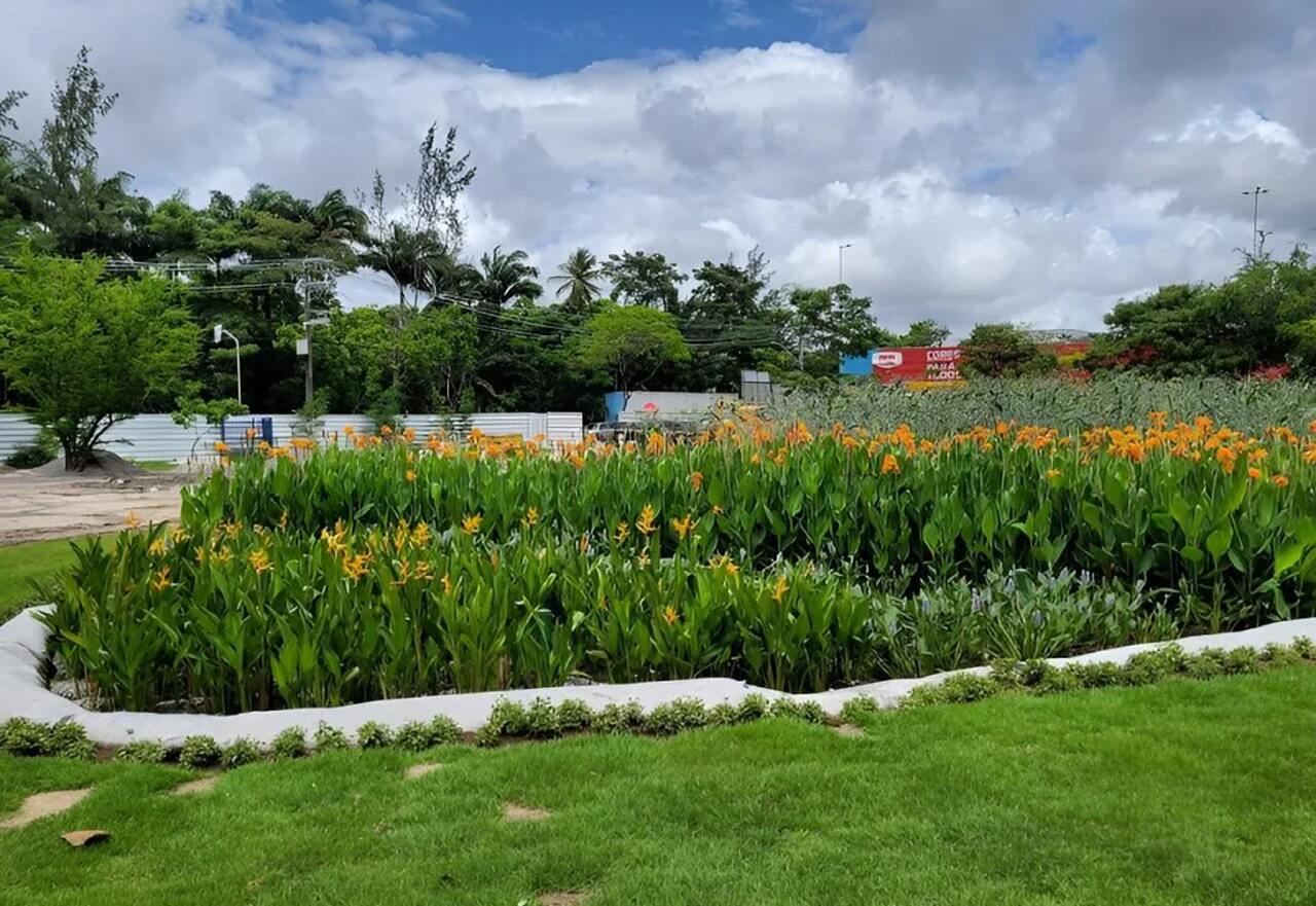 Jardim Filtrante no Riacho do Cavouco Recife (PE) Foto Arquivo Phytorestore Easy Resize com